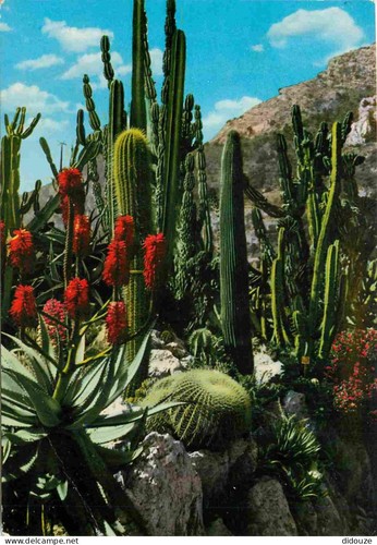 Carte postale fleurs - -,