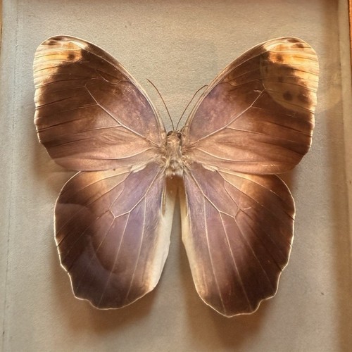 Papillon caligo brésil - brésil, –