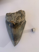 Dent fossile de Megalodon –