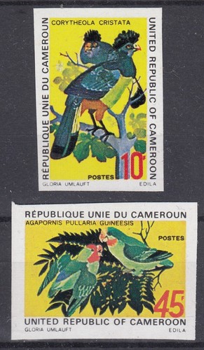 Cameroun non dentele touraco - cameroun,