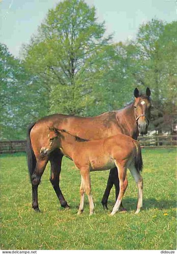 Carte postale animaux - carte,