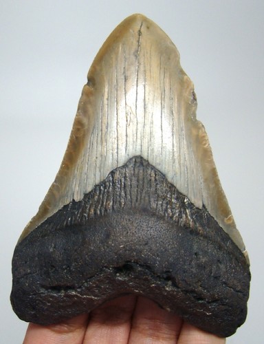 Megalodon shark tooth real - shark,