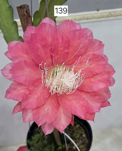 Nouveauté epiphyllum - nouveauté-, 🌸