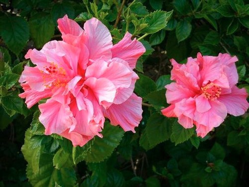 Hibiscus kona lot - kona, 2