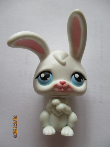 Petshop lapin garenne - petshop, de