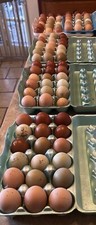 18 Rainbow Hatching Eggs