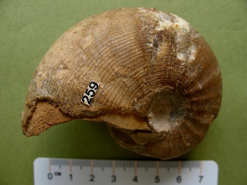 Nautile cenoceras striatum - nautile,