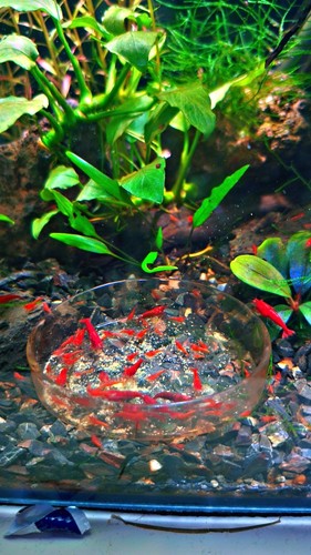 Crevettes neocaridina davidi - crevettes,