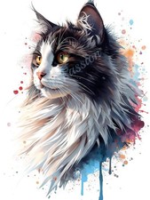Photo A4 Bicolor Maine Coon