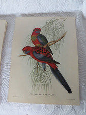 John Gould impression oiseau