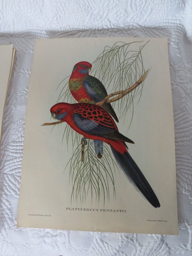 John gould impression - john,