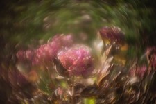 Objectif vintage Petzval 50mm F/1,5 Angenieux [Aps-c, Sony, Fuji]