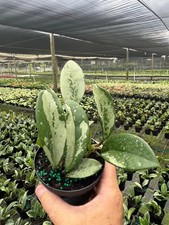 Hoya AH 074 | Rare Live Indoor & Outdoor Tropical House Wax Plant in 4" Pot