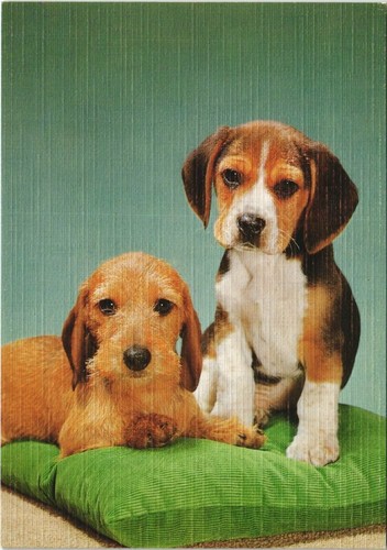 Cpa beagle dog - cpa,