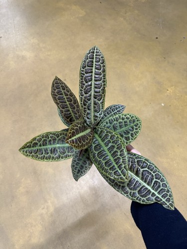 Labisia turtle back plants - back,
