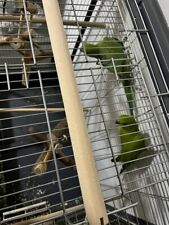 Jeune couples peruches plus cages