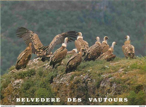 Carte postale animaux - carte,