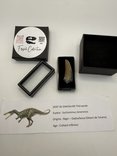 Suchomimus tooth fossil - tooth,