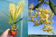 Gongora galeata var. concolor