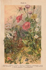 Fleurs Sauvages Coquelicot