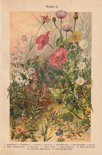Fleurs sauvages coquelicot - fleurs,