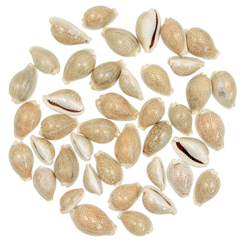 Coquillages cypraea miliaris - ,