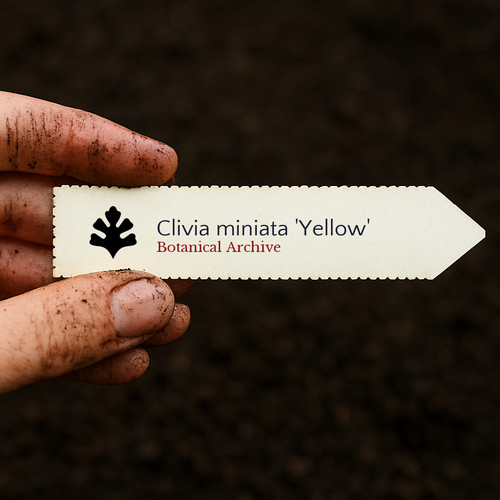 Clivia miniata yellow bush - miniata, 'yellow'