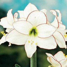 Amaryllis Bulbe à fleurs