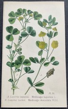 Botanique Luzerne lupuline