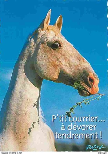 Postcard animals horses - animals,