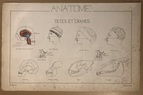 Planche 19e siècle - , dessin