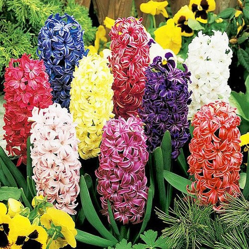 Bulbes jacinthes - de,