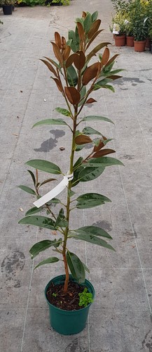 Magnolia grandiflora alta - magnolia,