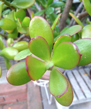 Lot 15= Crassula Ovata Jade plant cuttings *from mature succulent plants