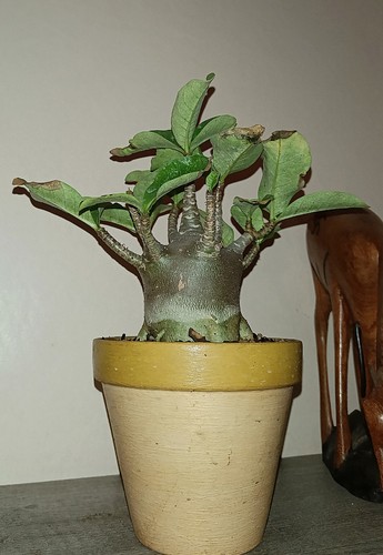 Adenium arabicum dark - adenium,