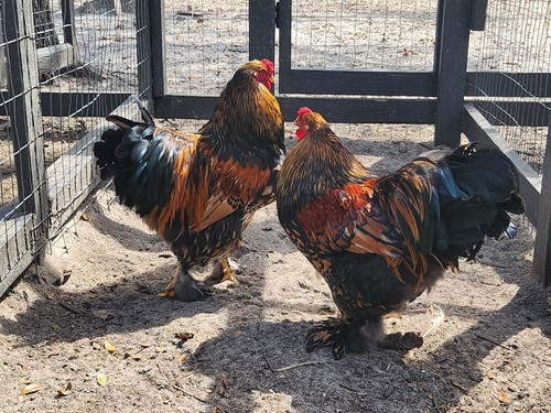 Rare gold laced brahma - laced,