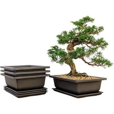Durable Brown Bonsai Pots -
