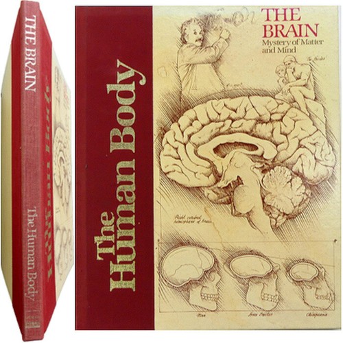 Human body the brain - human,