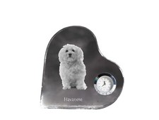 Havaneser Bichon Havanais