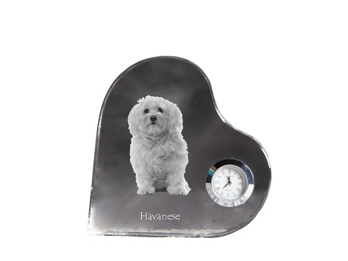 Havaneser bichon havanais - havaneser,