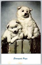 Postcard Samoyede Pups Dogs 