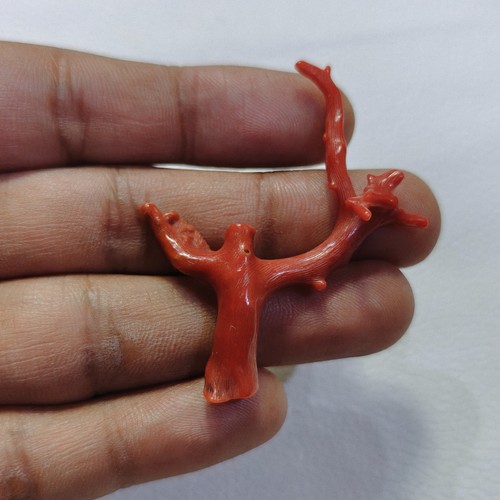 Ancienne branche corail - branche,