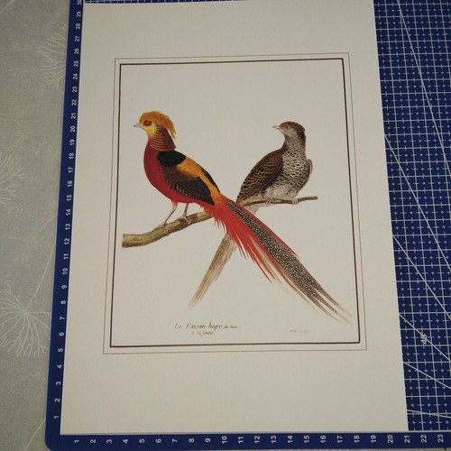Estampe lithographie oiseau - estampe,