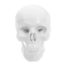  Modèle anatomique de crâne
