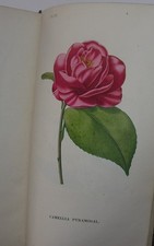 Botanique des Demoiselles