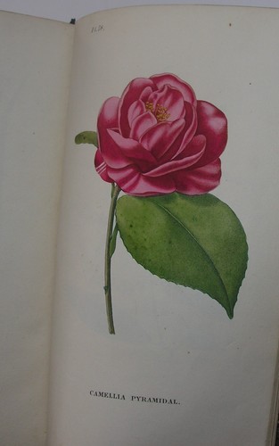 Botanique des demoiselles - botanique,
