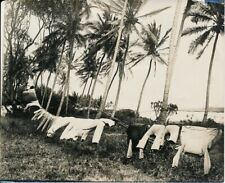 East Africa c. 1920 - drying linen laundry - AfP 47
