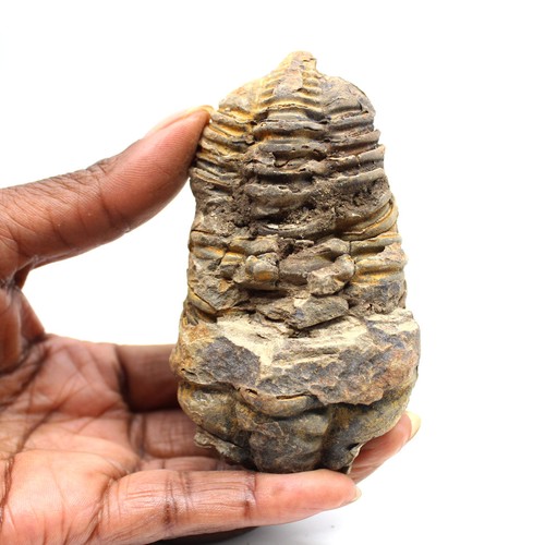 Trilobite fossile 145gr 85mm