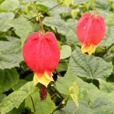 Abutilon megapotamicum -