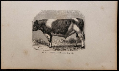 1860 taureau de race - -,